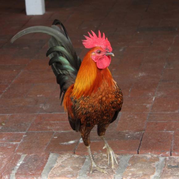 Meet your Posher, Aidan - Picture 1 of 1